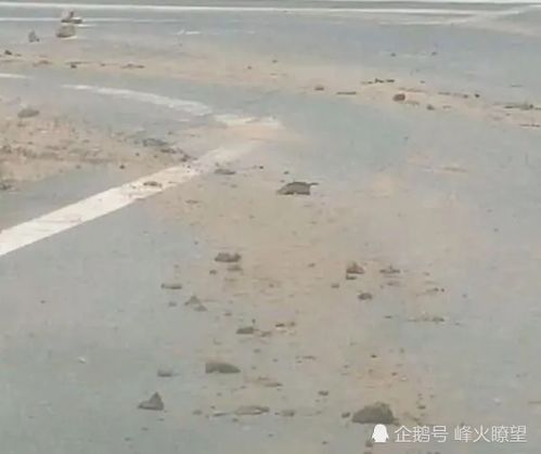 河南省信陽市羅山縣鐵鋪鎮(zhèn)居民區(qū)隱藏大型采石場挖山毀林無人問津