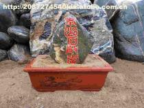 【泰山石敢當(dāng)】盆裝,價(jià)格,廠(chǎng)家,圖片,供應(yīng)商,其他石材石料,泰安市泰山區(qū)五尊石材銷(xiāo)售中心 - 產(chǎn)品庫(kù) - 阿土伯交易網(wǎng)